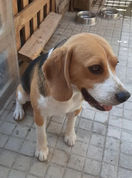 Offriamo in regalo o adozione beagle 1 anno | Foto 2