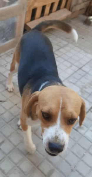 Offriamo in regalo o adozione beagle 1 anno | Foto 1