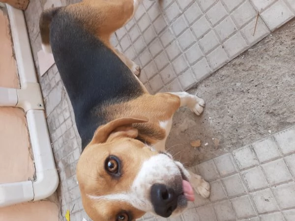 Offriamo in regalo o adozione beagle 1 anno | Foto 0