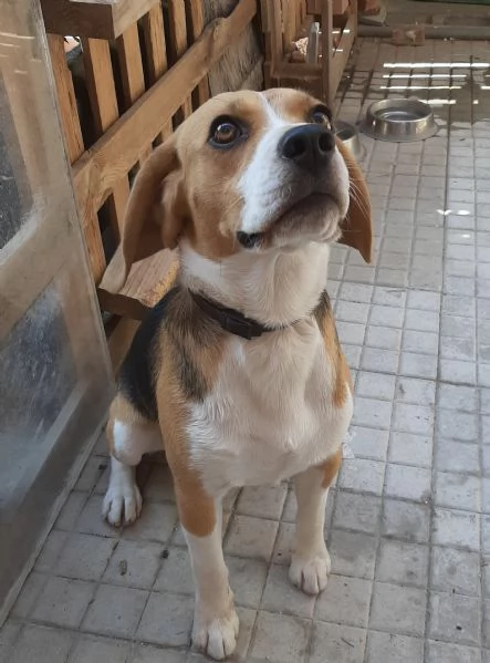 Offriamo in regalo o adozione beagle 1 anno