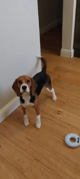 Regalo Beagle di 1 anno