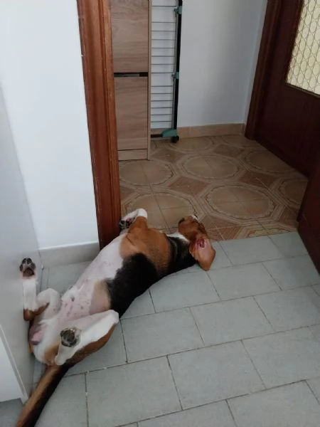 Regalo Beagle di 1 anno | Foto 1