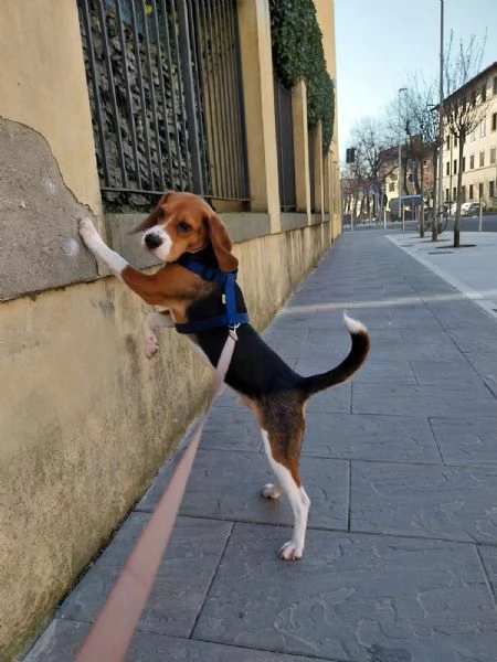 Regalo Beagle di 1 anno | Foto 0