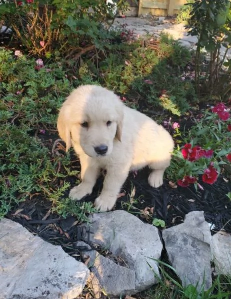 vendita cuccioli italiani di golden retriever 