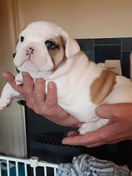 vendita cucciolo di bulldog maschi e femmina 