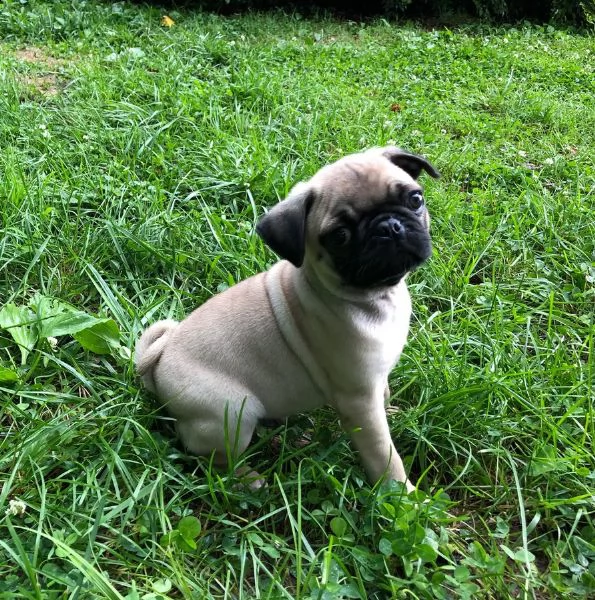 vendita cucciolo cucciolo di carlino