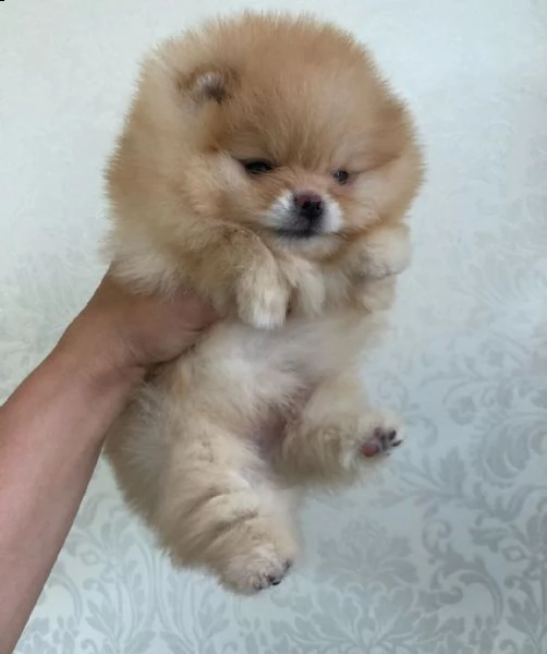  regalo marrone cuccioli pomeranian