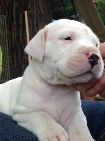 cuccioli dogo argentino | Foto 4