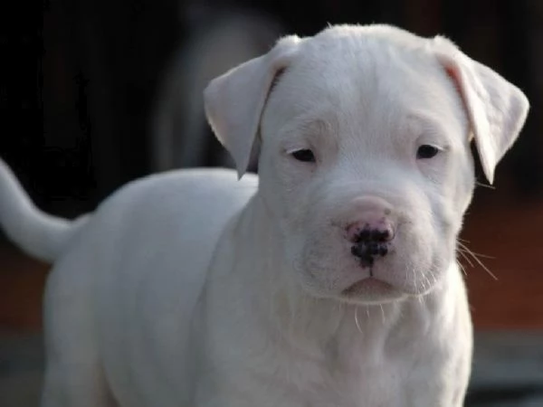 cuccioli dogo argentino | Foto 3