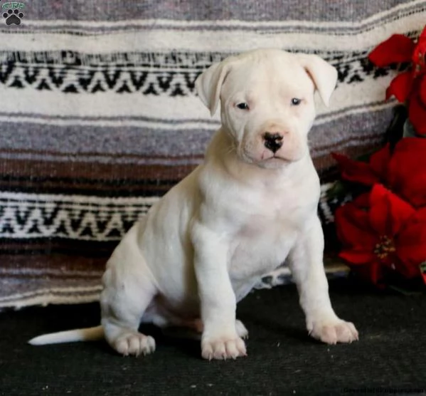 cuccioli dogo argentino