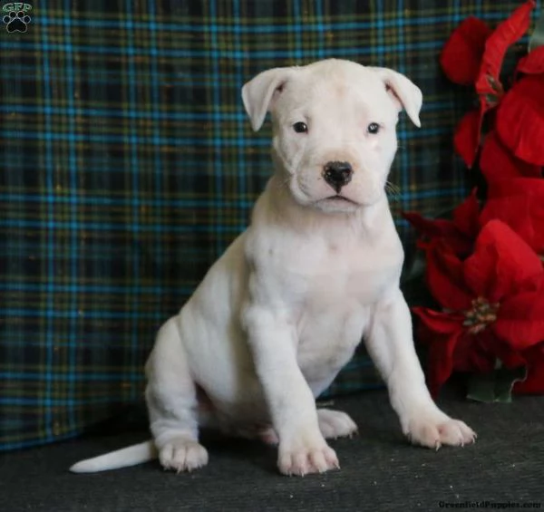 cuccioli dogo argentino | Foto 1
