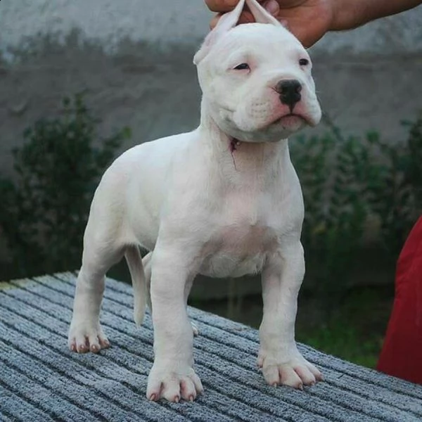 cuccioli dogo argentino | Foto 0