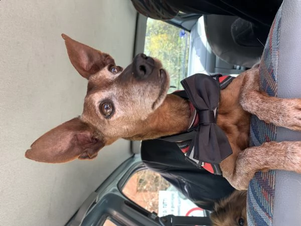 chicco pincher di 12 anni cerca urgentemente casa 