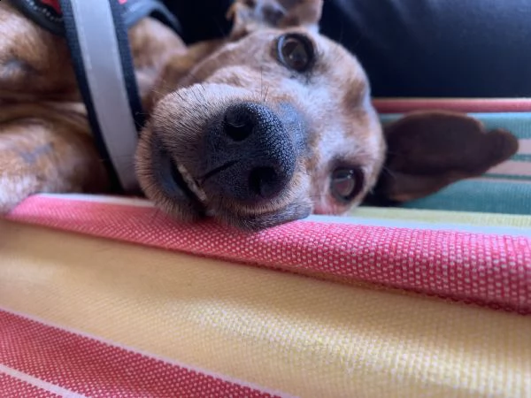 chicco pincher di 12 anni cerca urgentemente casa  | Foto 3