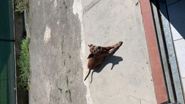 chicco pincher di 12 anni cerca urgentemente casa  | Foto 2