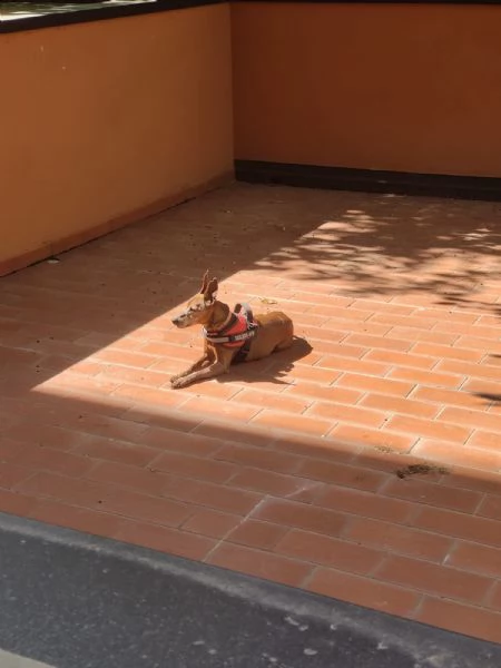chicco pincher di 12 anni cerca urgentemente casa  | Foto 0