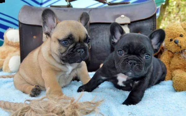 cuccioli di bulldog francese per adozione  | Foto 0