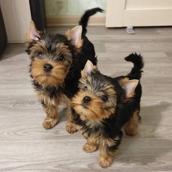 regalo cuccioli di yorkshire terrier mini toy