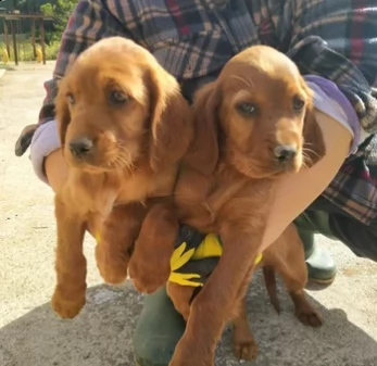 due cuccioli setter irlandese