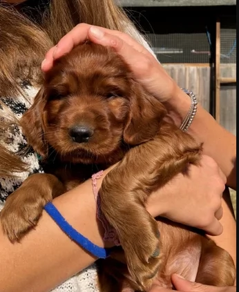 stupendi cuccioli di setter irlandese