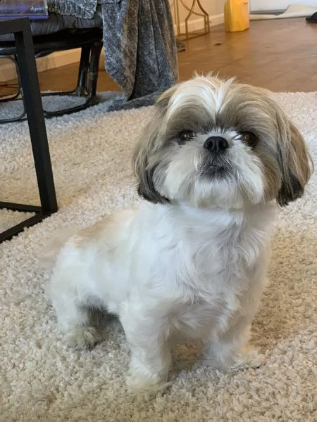 vendita cucciolo cuccioli shihtzu