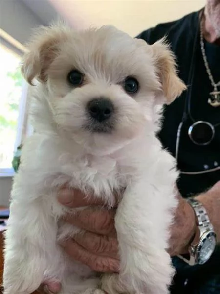 adorabili cuccioli di maltese maschio e femmina in cerca di una nuova casa di 80 giorni | Foto 0