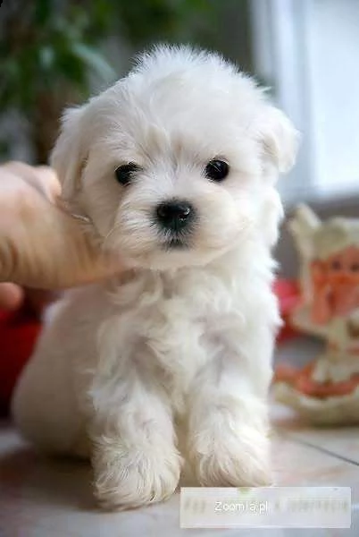 adorabili cuccioli di maltese maschio e femmina in cerca di una nuova casa di 80 giorni