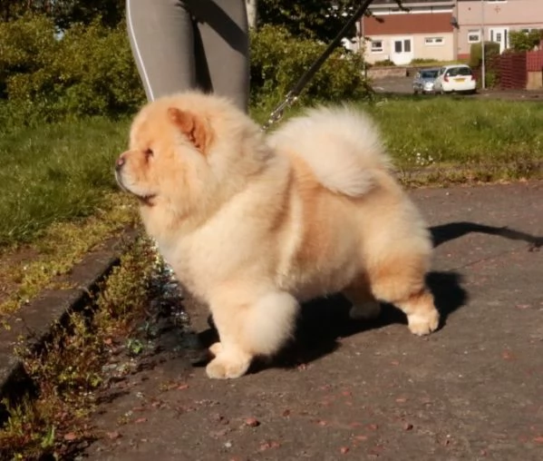  adorabili cuccioli di chow chow in regalo