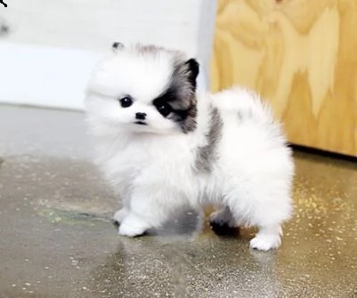 cuccioli pomeranian