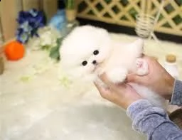 adorabili cuccioli di pomerania maschi e femmine in cerca di una nuova casa di 90 giorni