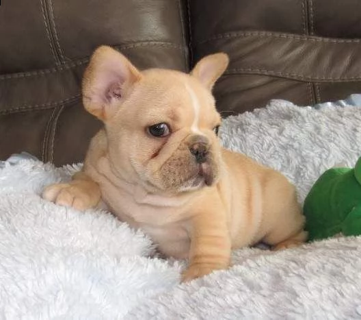 adorabili cuccioli di bulldog francese maschi e femmine in cerca di una nuova casa di 90 giorni per | Foto 0