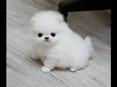 cuccioli di pomerania per adozione 