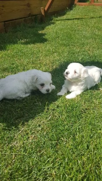 cuccioli di maltese95 giorni bianchi