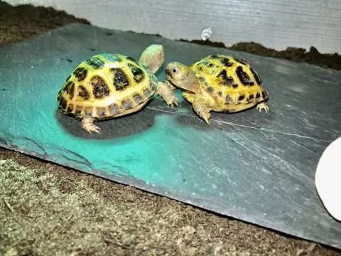 tartarughe di terra della razza hermanni e horsefield