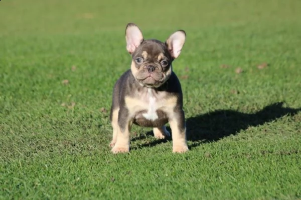 bouledogue francese di 3 mesi | Foto 0