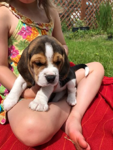 04 cuccioli di beagle sia maschi che femmine