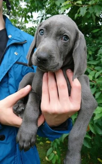 regalo cuccioli di weimaraner