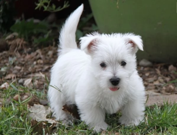  regalo adorabili cuccioli west highland terrier bianco femminucce e maschietti disponibili