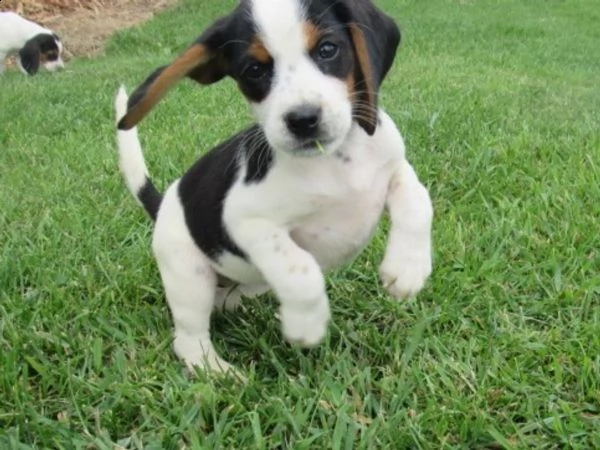 vendita cucciolo cuccioli di beagle tricolor e bianco arancio 