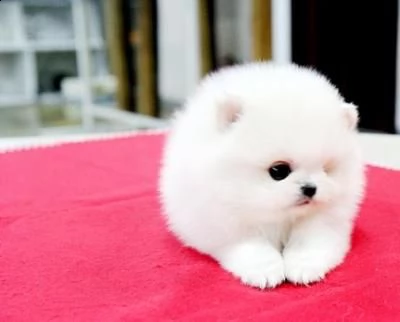 cuccioli di pomerania mini toy