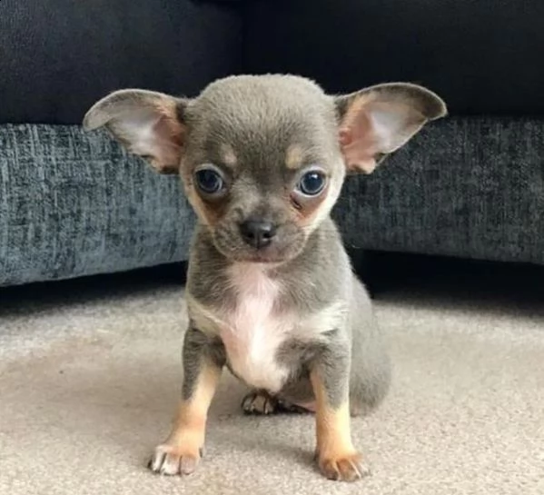    regalo cuccioli di chihuahua