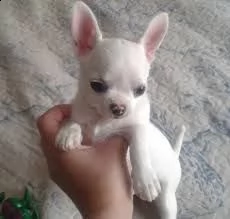    regalo cuccioli di chihuahua | Foto 0