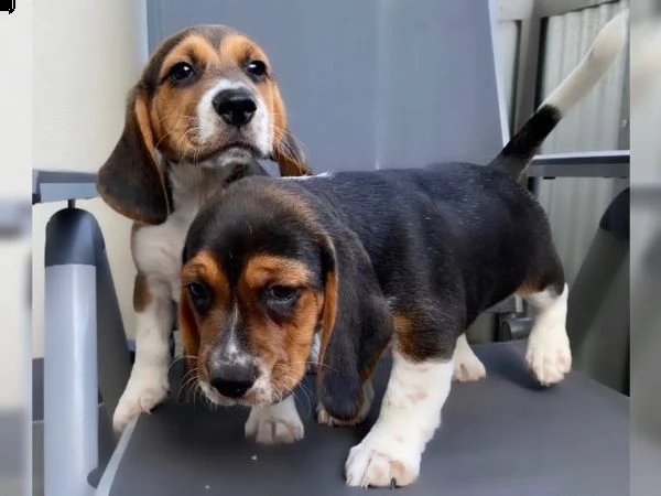 fantastici cuccioli di beagle 
