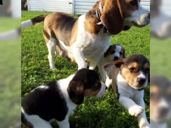 fantastici cuccioli di beagle  | Foto 0