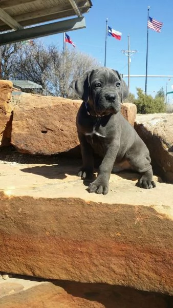 vendita cucciolo bellissimi cuccioli di cane corso