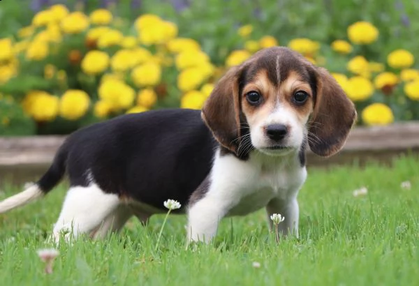 regalo cucciolo fantastici cuccioli di beagle 