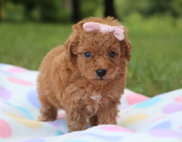 cerco cucciolo cerco un cucciolo barboncino toy red da allevamento o da privato molto serio