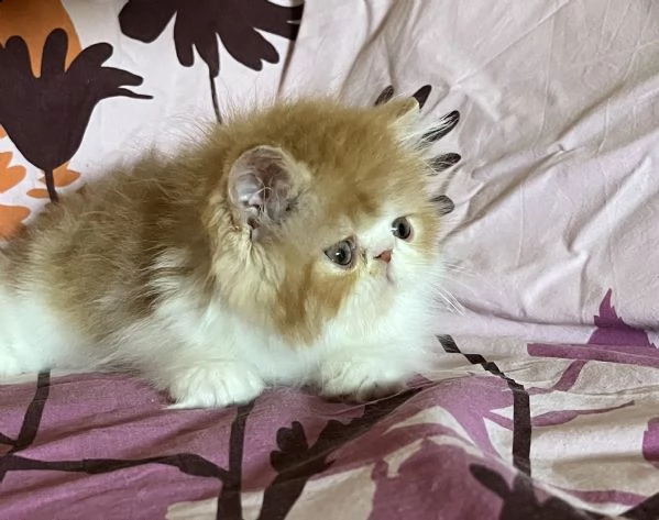 gattino persiano ipertipico | Foto 3