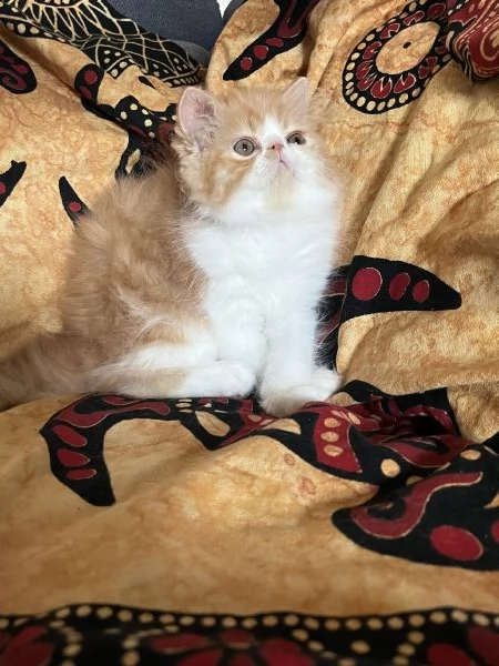 gattino persiano ipertipico | Foto 2