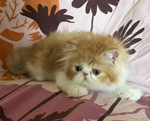 gattino persiano ipertipico | Foto 1